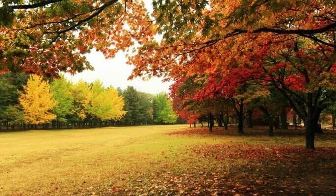 nami island-korea travel