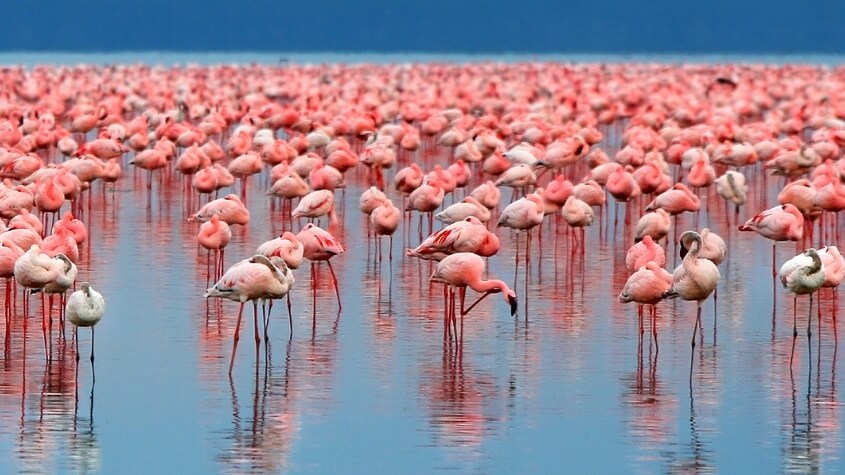 Flocks of flamingo