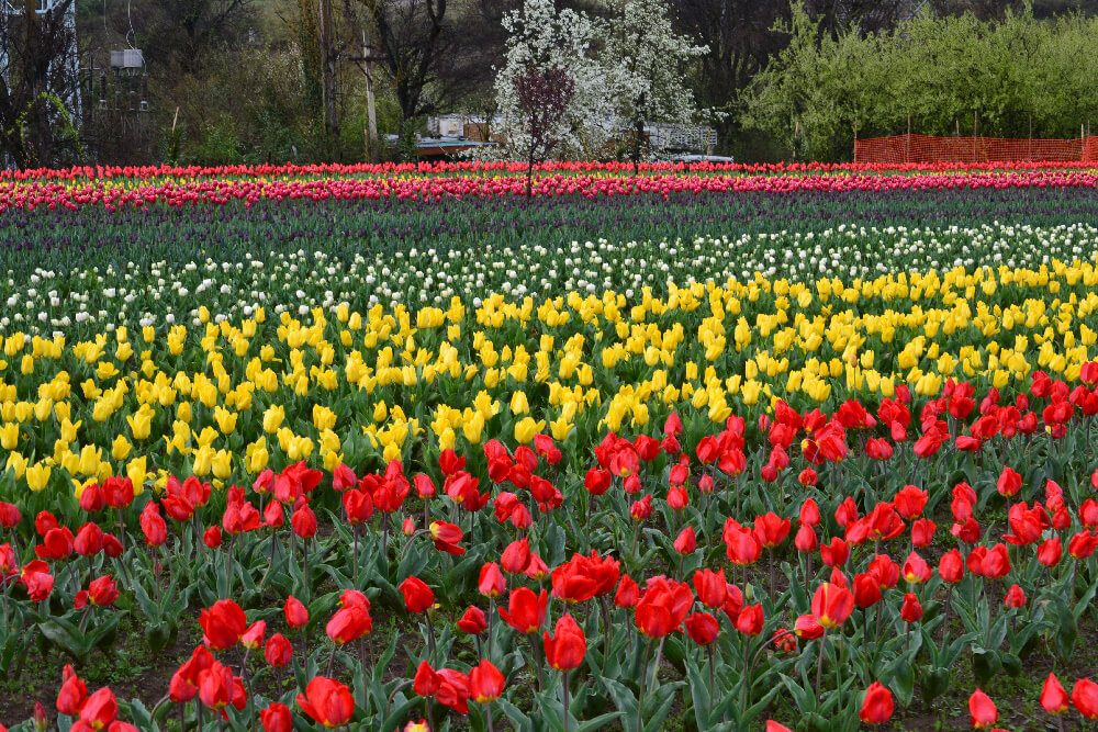 TulipGardens_Kashmir